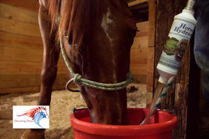 Horse Hydrator  Water filter for Traveling Performance Horses