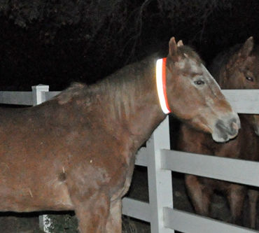 Equestrisafe Multipurpose Horse Collar  