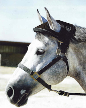 horsehelmet