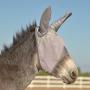  Crusader Fly Mask for Mules and Donkeys 1