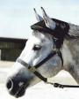 Horse Helmet  designed to prevent head injuries during loading/unloading and trailering