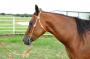 Pony Bridle with Crossed Pistol Conchos 